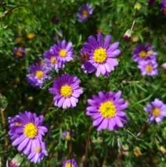 Brachyscome sp. (Cut-leaf Daisy) at Belconnen, ACT - 20 Oct 2023 by Butterflygirl