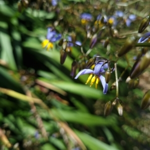 Dianella sp. at Belconnen, ACT - 20 Oct 2023 02:36 PM