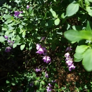 Prostanthera sp. at Belconnen, ACT - 20 Oct 2023