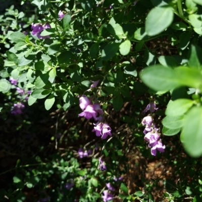 Prostanthera sp. (Mint Bush) at Belconnen, ACT - 20 Oct 2023 by Butterflygirl