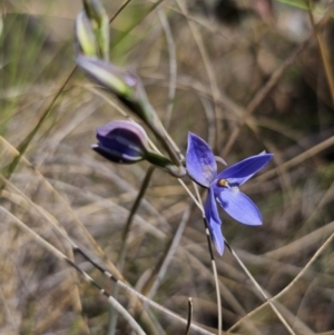 Thelymitra ixioides at Captains Flat, NSW - 20 Oct 2023