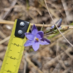 Thelymitra ixioides at Captains Flat, NSW - 20 Oct 2023