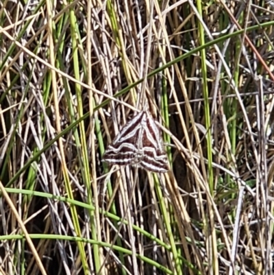 Dichromodes confluaria (Ceremonial Heath Moth) at Captains Flat, NSW - 20 Oct 2023 by Csteele4