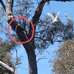 Varanus varius (Lace Monitor) at Gundaroo, NSW - 20 Oct 2023 by SwalaPark