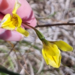 Diuris amabilis (Large Golden Moth) at Bungendore, NSW - 20 Oct 2023 by clarehoneydove