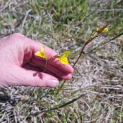 Diuris amabilis at Bungendore, NSW - suppressed