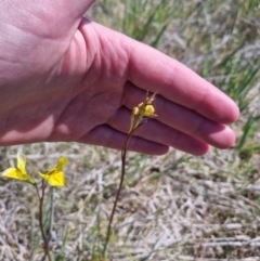 Diuris amabilis at Bungendore, NSW - 20 Oct 2023