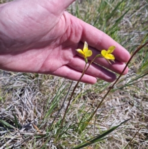 Diuris amabilis at Bungendore, NSW - 20 Oct 2023