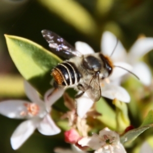 Megachile ferox at Hughes, ACT - 19 Oct 2023 04:54 PM