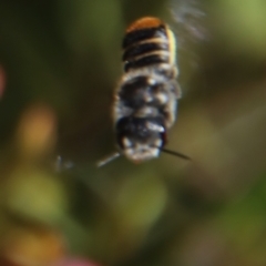 Megachile ferox at Hughes, ACT - 19 Oct 2023 04:54 PM