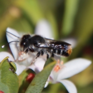 Megachile ferox at Hughes, ACT - 19 Oct 2023 04:54 PM