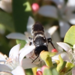 Megachile ferox at Hughes, ACT - 19 Oct 2023 04:54 PM