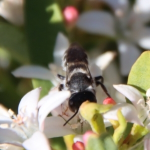 Megachile ferox at Hughes, ACT - 19 Oct 2023 04:54 PM