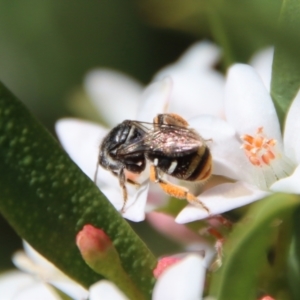 Lipotriches (Austronomia) ferricauda at Hughes, ACT - 19 Oct 2023