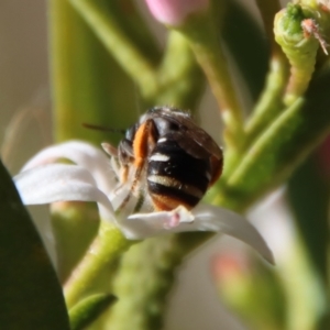 Lipotriches (Austronomia) ferricauda at Hughes, ACT - 19 Oct 2023