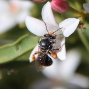 Lipotriches (Austronomia) ferricauda at Hughes, ACT - 19 Oct 2023