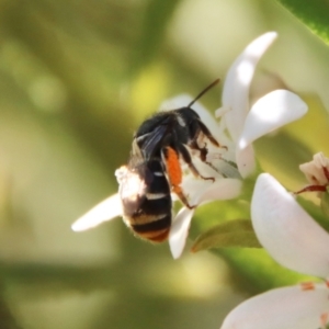 Lipotriches (Austronomia) ferricauda at Hughes, ACT - 19 Oct 2023