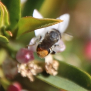 Lipotriches (Austronomia) ferricauda at Hughes, ACT - 19 Oct 2023