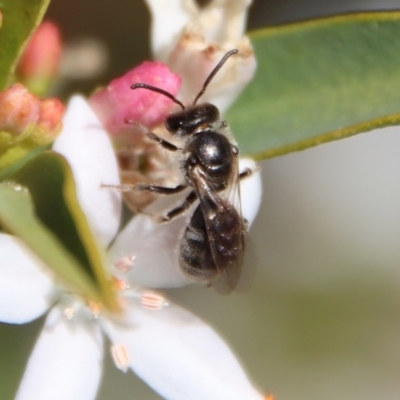 Lasioglossum (Chilalictus) lanarium (Halictid bee) at Hughes, ACT - 19 Oct 2023 by LisaH