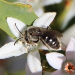 Lasioglossum (Chilalictus) lanarium at Hughes, ACT - 19 Oct 2023 04:42 PM