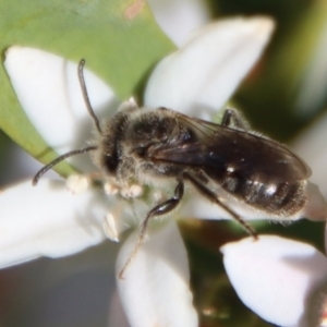 Lasioglossum (Chilalictus) lanarium at Hughes, ACT - 19 Oct 2023 04:42 PM