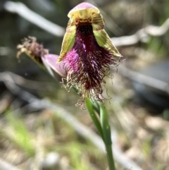 Calochilus platychilus (Purple Beard Orchid) at Hall, ACT - 20 Oct 2023 by strigo