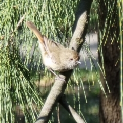 Acanthiza pusilla (Brown Thornbill) at O'Connor Ridge to Gungahlin Grasslands - 20 Oct 2023 by MattYoung