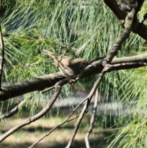 Acanthiza pusilla at Kaleen, ACT - 20 Oct 2023