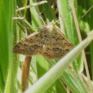 Scopula rubraria at Stromlo, ACT - 20 Oct 2023