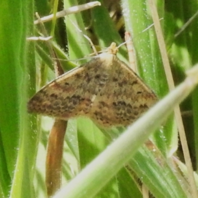 Scopula rubraria (Reddish Wave, Plantain Moth) at Stromlo, ACT - 20 Oct 2023 by JohnBundock