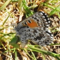 Lucia limbaria (Chequered Copper) at Stromlo, ACT - 20 Oct 2023 by JohnBundock