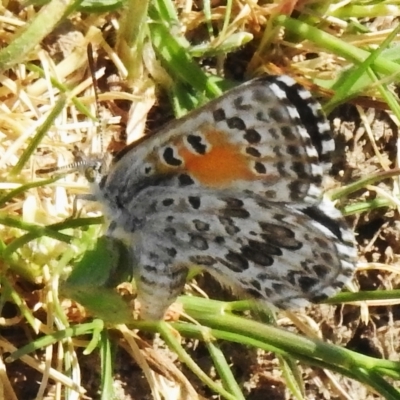 Lucia limbaria (Chequered Copper) at Stromlo, ACT - 20 Oct 2023 by JohnBundock