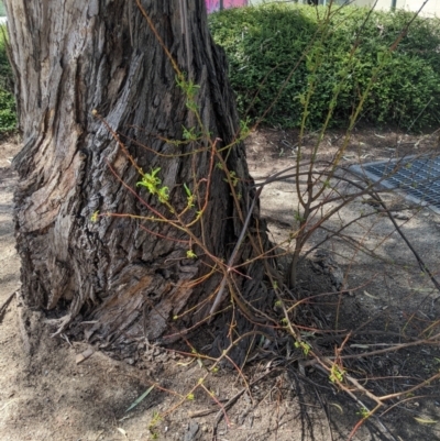 Phytolacca octandra (Inkweed) at Turner, ACT - 20 Oct 2023 by MattM