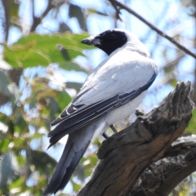 Coracina novaehollandiae (Black-faced Cuckooshrike) at Stromlo, ACT - 20 Oct 2023 by JohnBundock