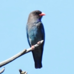 Eurystomus orientalis (Dollarbird) at Stromlo, ACT - 19 Oct 2023 by JohnBundock