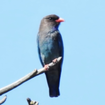 Eurystomus orientalis (Dollarbird) at Stromlo, ACT - 19 Oct 2023 by JohnBundock