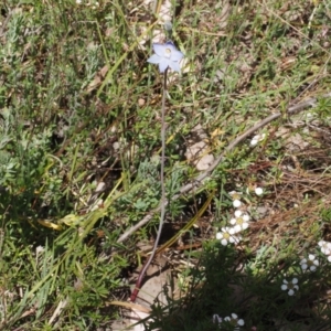 Thelymitra pauciflora at Black Mountain - suppressed