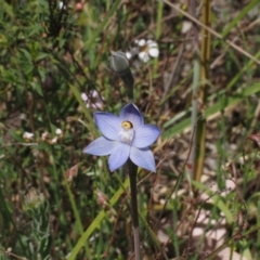 Thelymitra pauciflora at Black Mountain - suppressed