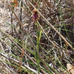 Calochilus platychilus (Purple Beard Orchid) at Canberra Central, ACT - 20 Oct 2023 by Rheardy