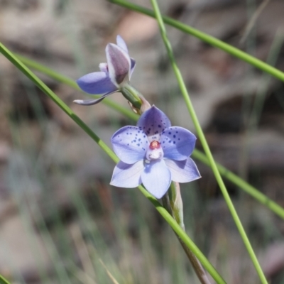 Thelymitra juncifolia (Dotted Sun Orchid) at Canberra Central, ACT - 20 Oct 2023 by Rheardy
