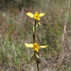 Diuris sp. (hybrid) (Hybrid Donkey Orchid) at Canberra Central, ACT - 20 Oct 2023 by Rheardy