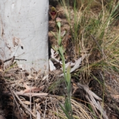 Calochilus platychilus (Purple Beard Orchid) at Canberra Central, ACT - 20 Oct 2023 by Rheardy