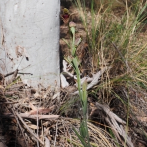 Calochilus platychilus at Canberra Central, ACT - suppressed