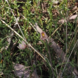 Thelymitra carnea at Canberra Central, ACT - suppressed