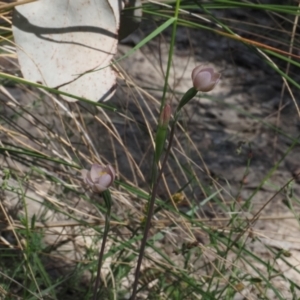 Thelymitra carnea at Canberra Central, ACT - suppressed