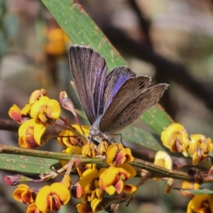 Erina hyacinthina at Captains Flat, NSW - 20 Oct 2023