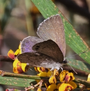 Erina hyacinthina at Captains Flat, NSW - 20 Oct 2023