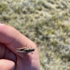 Perunga ochracea (Perunga grasshopper, Cross-dressing Grasshopper) at Royalla, NSW - 20 Oct 2023 by JT1997