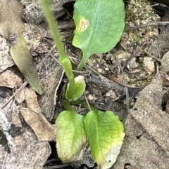 Pterostylis pedunculata at Paddys River, ACT - 20 Oct 2023