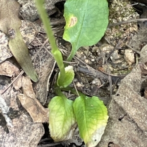 Pterostylis pedunculata at Paddys River, ACT - 20 Oct 2023